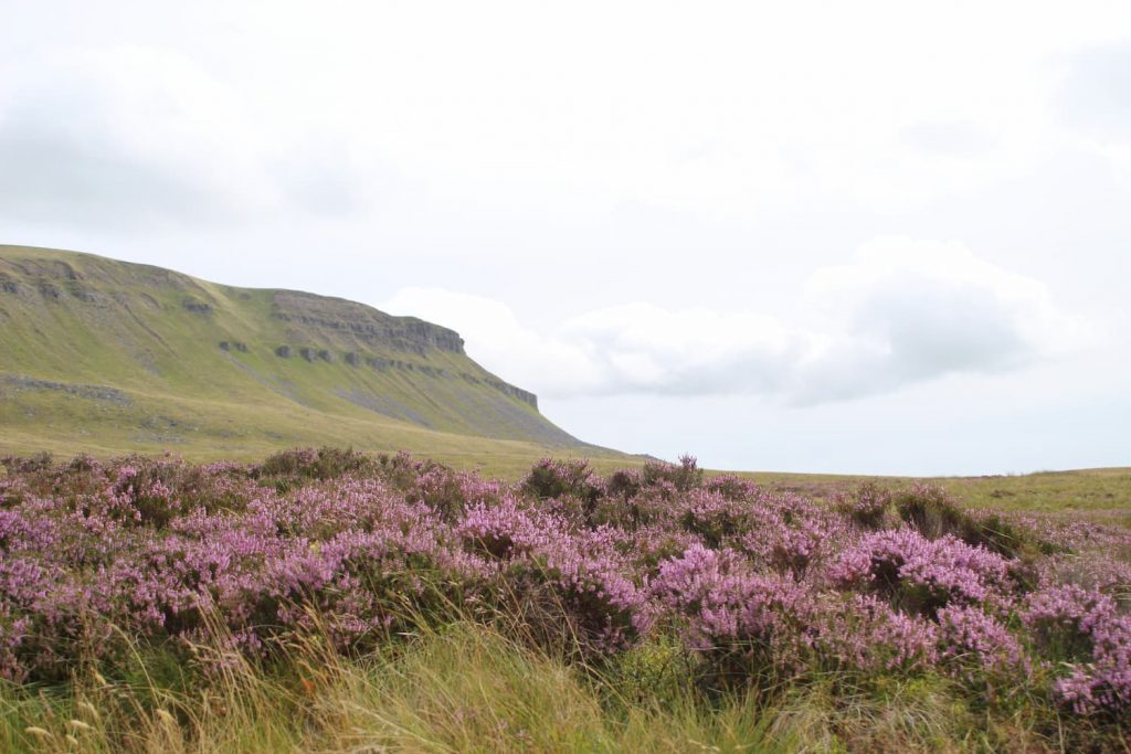Pen-y-Ghent surrounded by a base of purple flowering heather