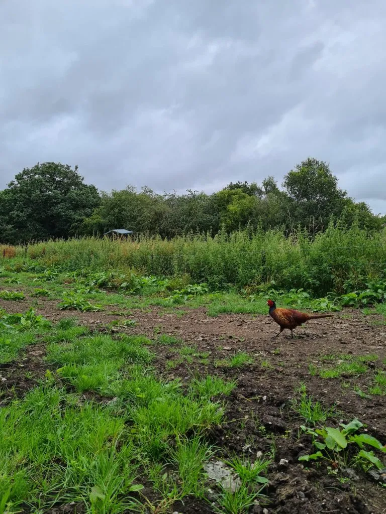 An image of a pheasant running through a field. 