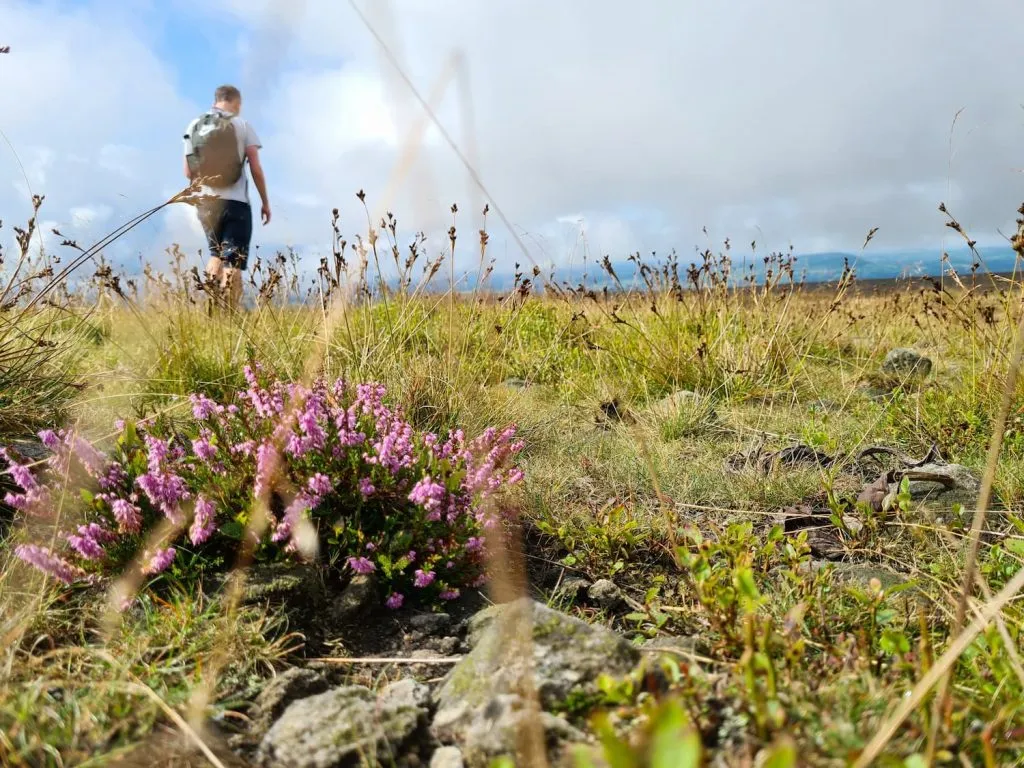 Some moorland heather in the foreground with a man walking in the background