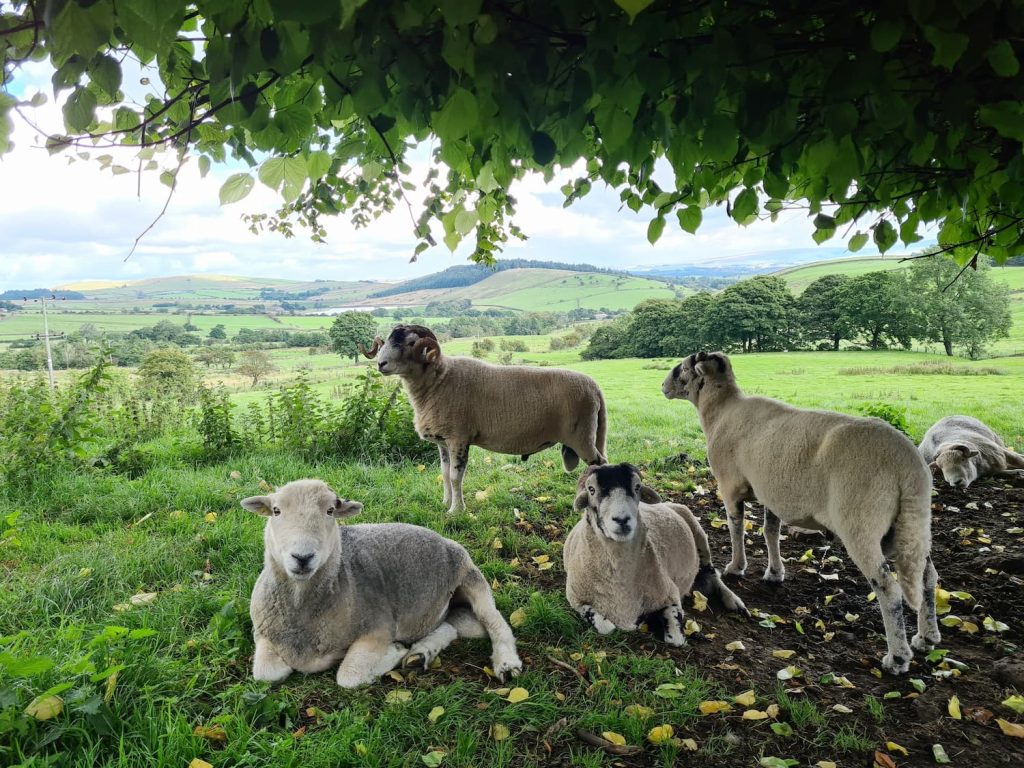 Some sheep dozing under a tree