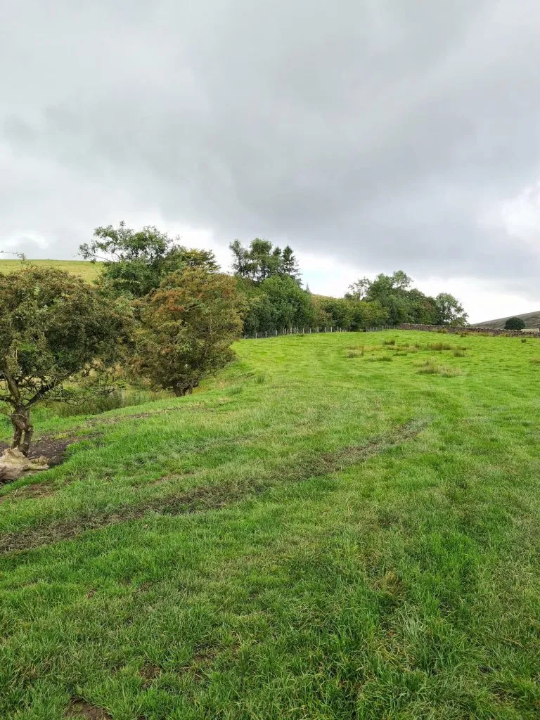 A field and hedgerow on the route to Pendle Hill