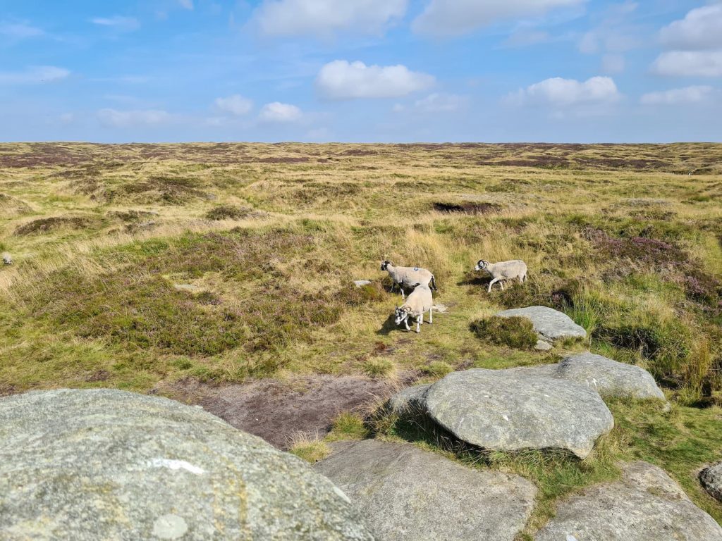 Some sheep grazing on Bleaklow