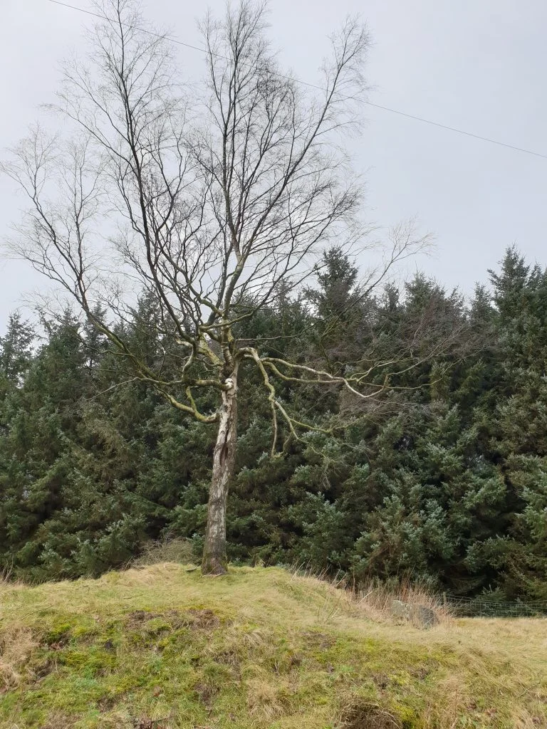 Lone tree at Hade Edge - Hades - Hade Edge Circular Walk with Pub stop - Peak District Walks with Kids