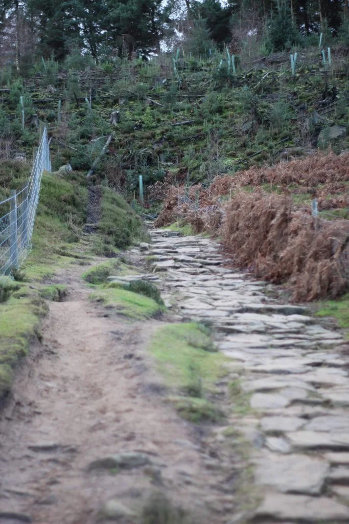 Paths at Langsett Reservoir - The Wandering Wildflower Family Hiking Blog