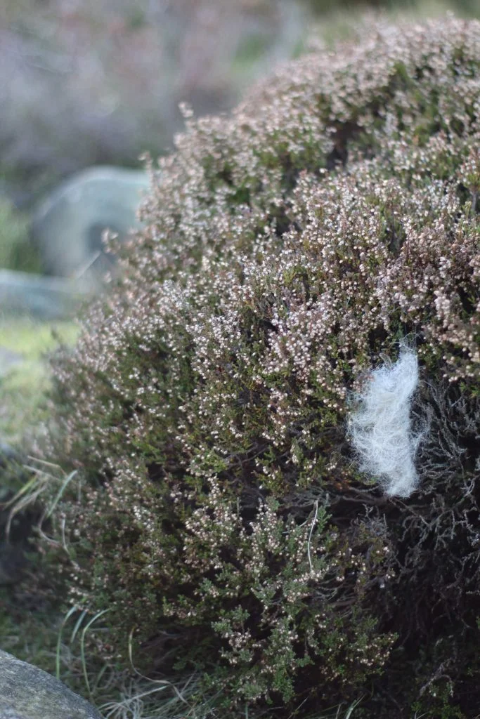 Winter heather at Langsett Reservoir - The Wandering Wildflower Family Hiking Blog