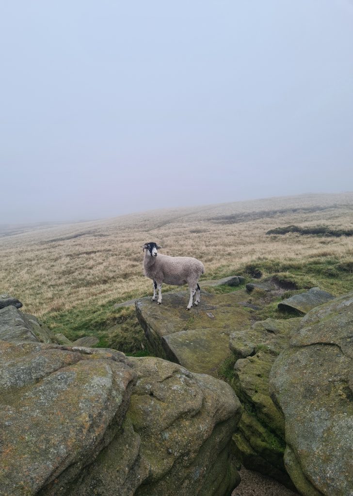 Sheep on rocks on Kinder Scout plateau