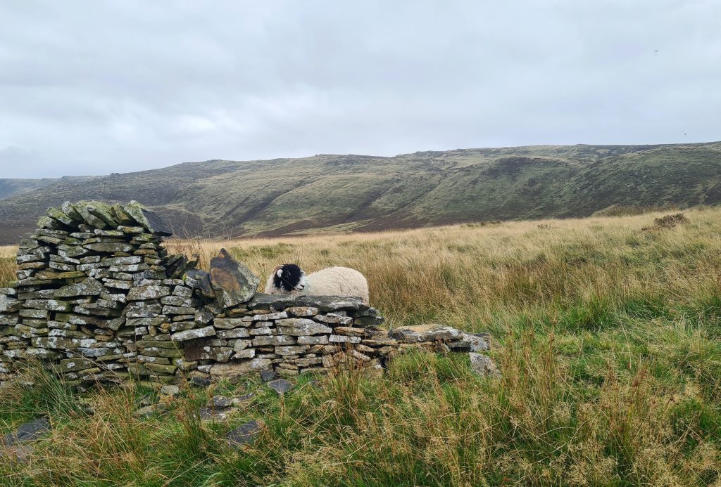 Views of Kinder Scout with a sheep hiding behind a wall