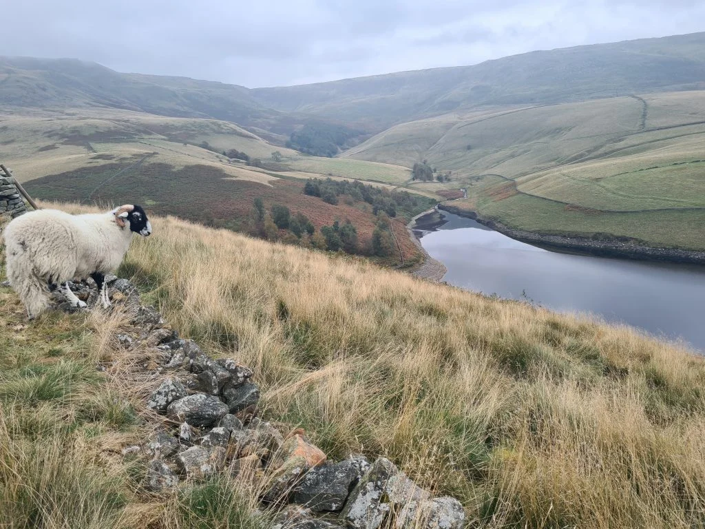 Sheep looking down on Kinder Reservoir