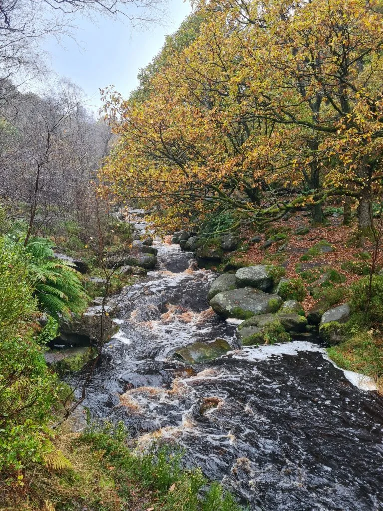 Autumn woodland with stream