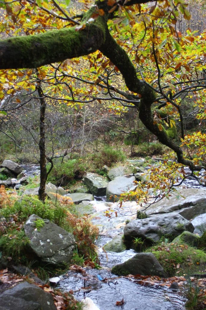 Autumn woodland with a stream running through - The Wandering Wildflower