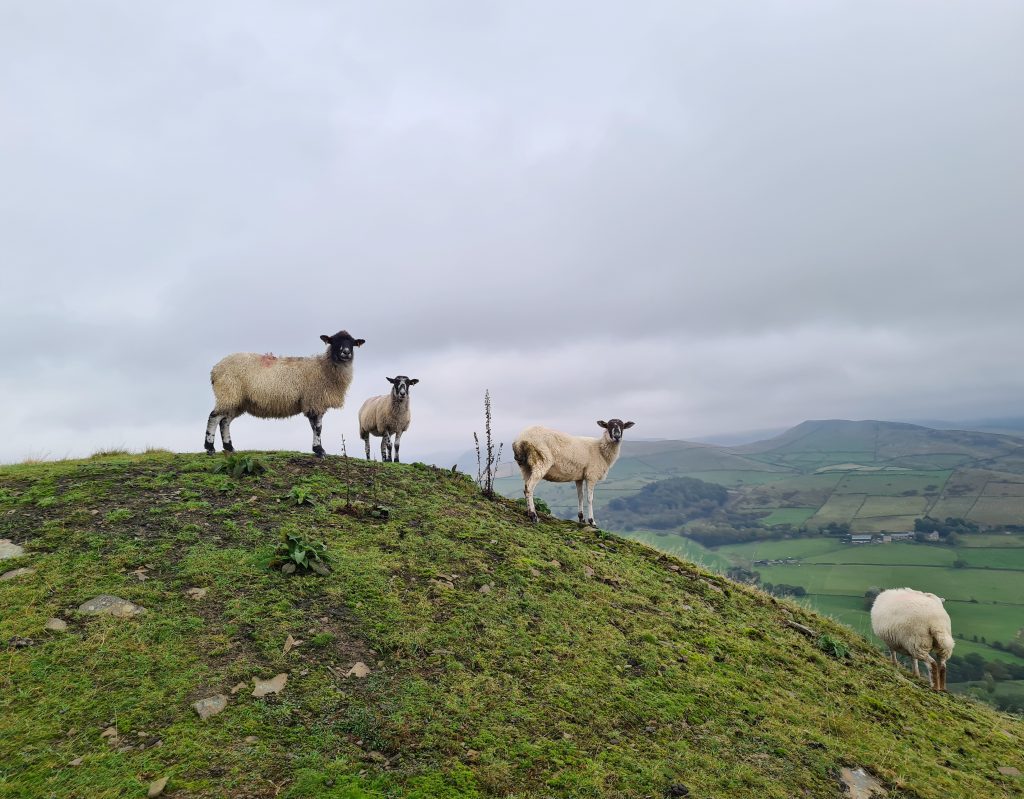 Sheep on a quarry spoil heap at Chinley Churn - The Wandering Wildflower