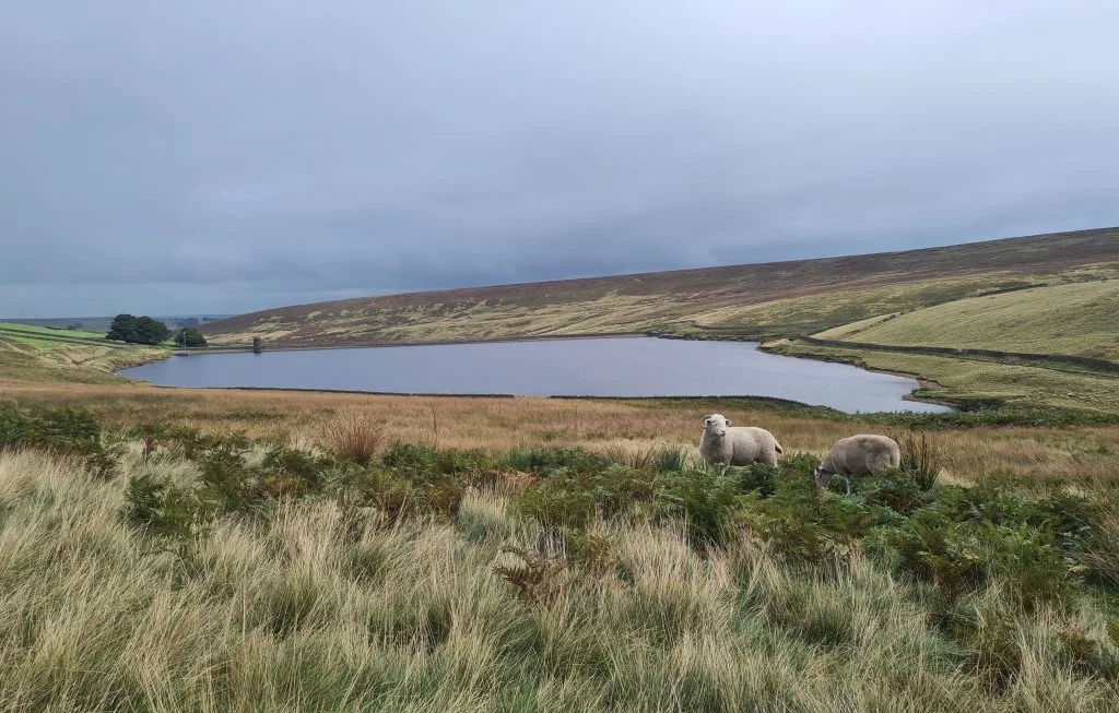 Upper Windleden Reservoir - The Wandering Wildflower