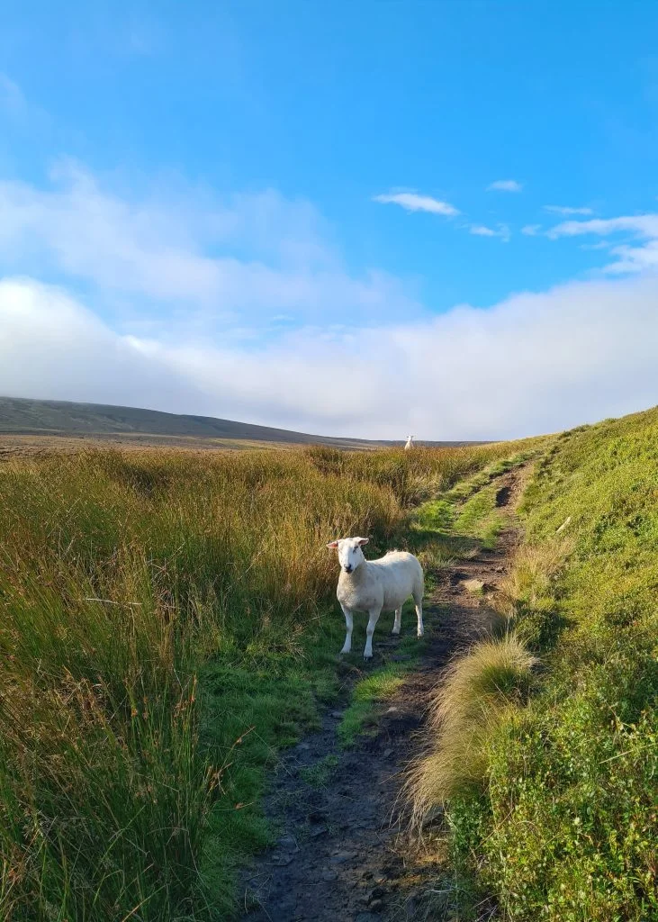 Sheep on a moorland path at Wessenden Moor - The Wandering Wildflower