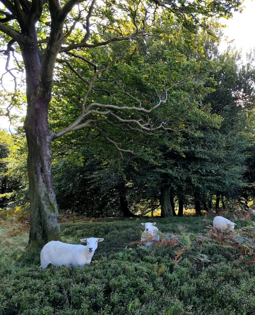Sheep in the woods under a tree - The Wandering Wildflower