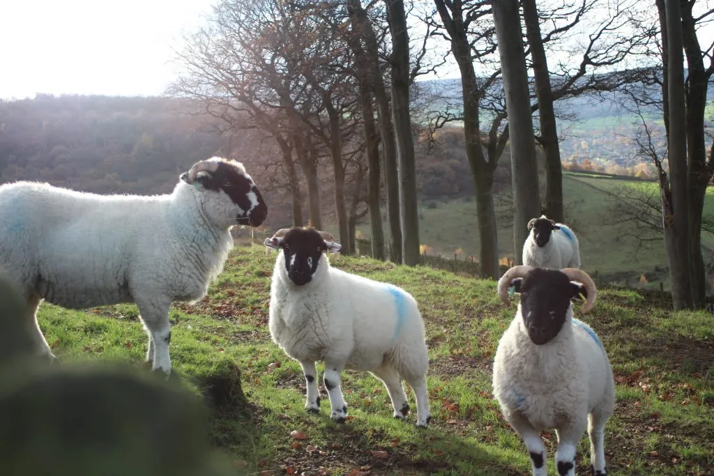 Sheep on the way up to Cock Hill