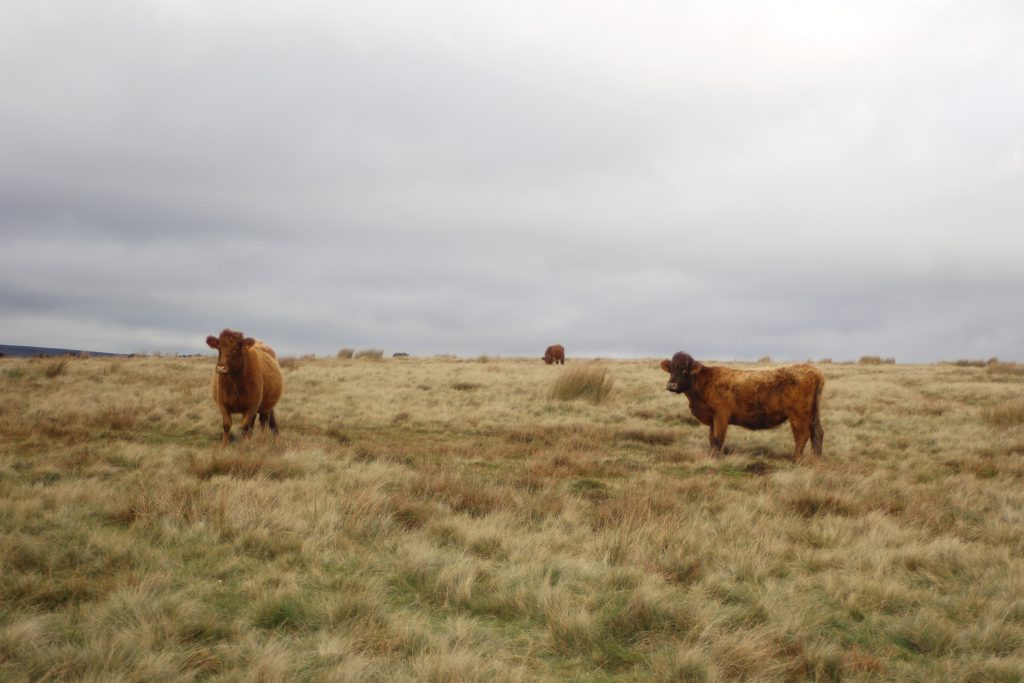 Cows grazing in a field near Peak Naze