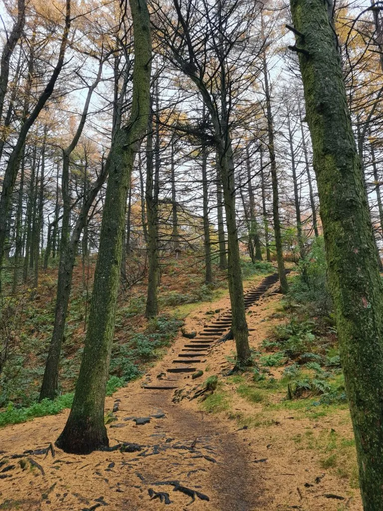 Binn Green Woods in Autumnn