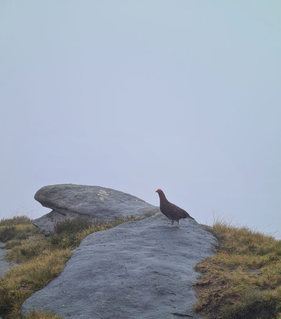 Grouse on a rock 