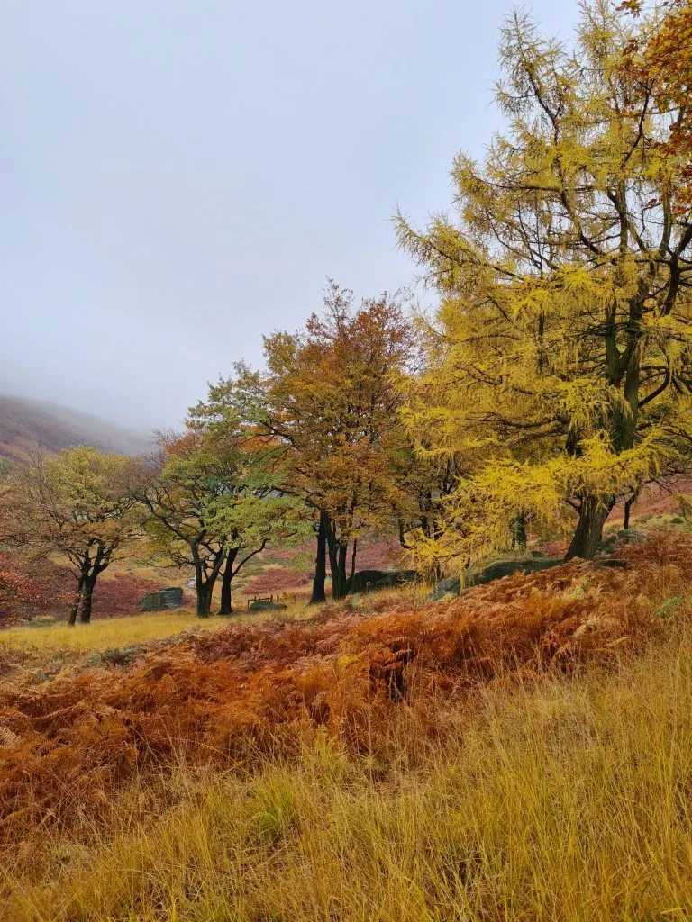 Chew Piece Plantation in Autumn with colours of orange and yellow
