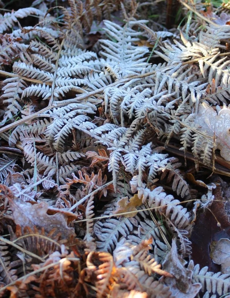 Frost covered bracken on the Shining Tor circular walk in the Peak District