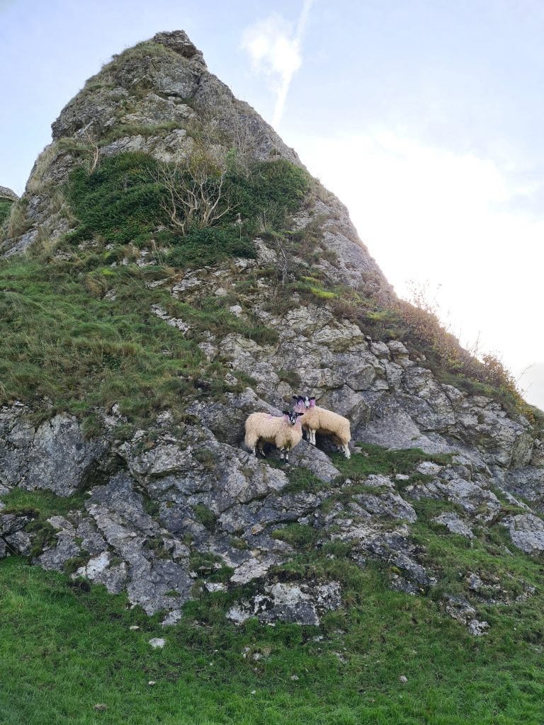 Sheep at the base of Parkhouse Hill