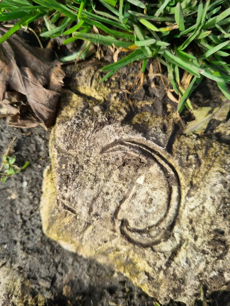 Fossils on Parkhouse Hill - The Wandering Wildflower