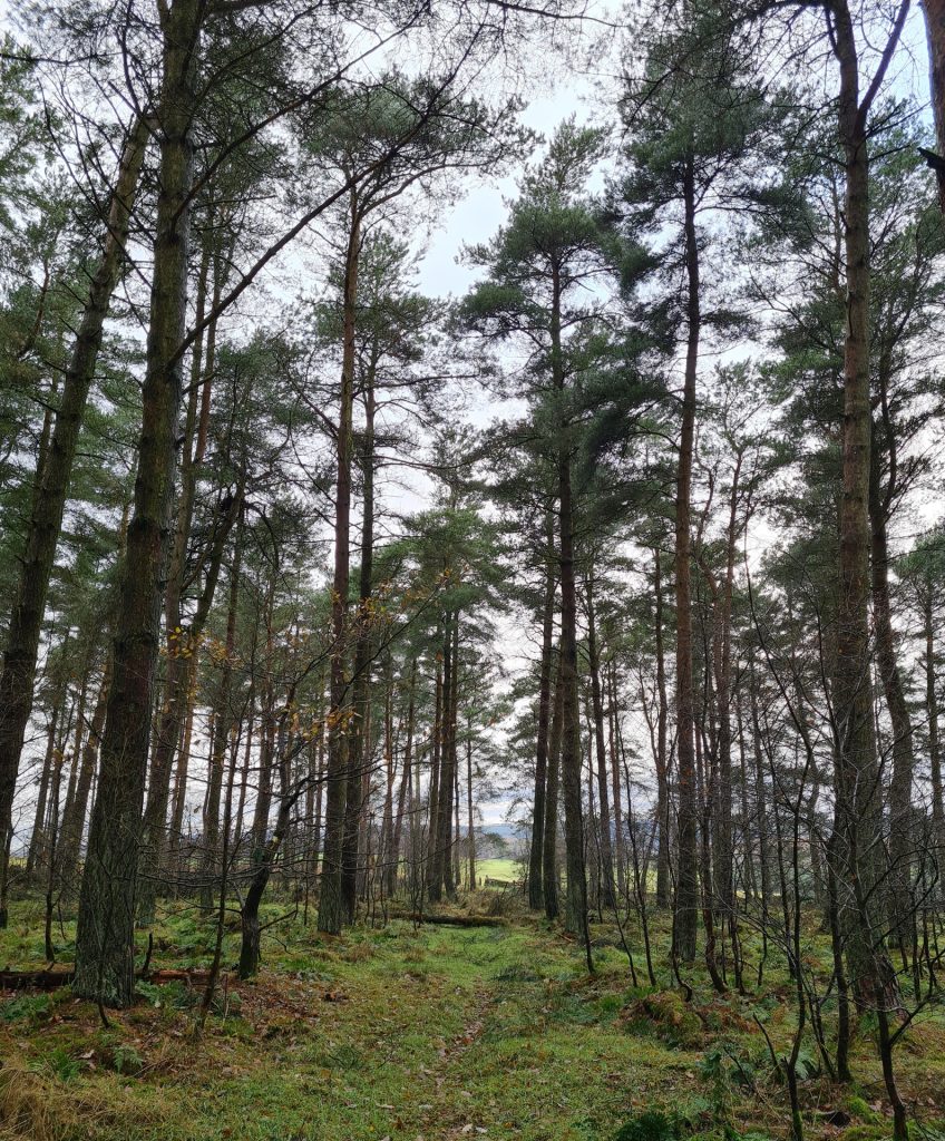 Pine woodland on a plantation near Bakewell