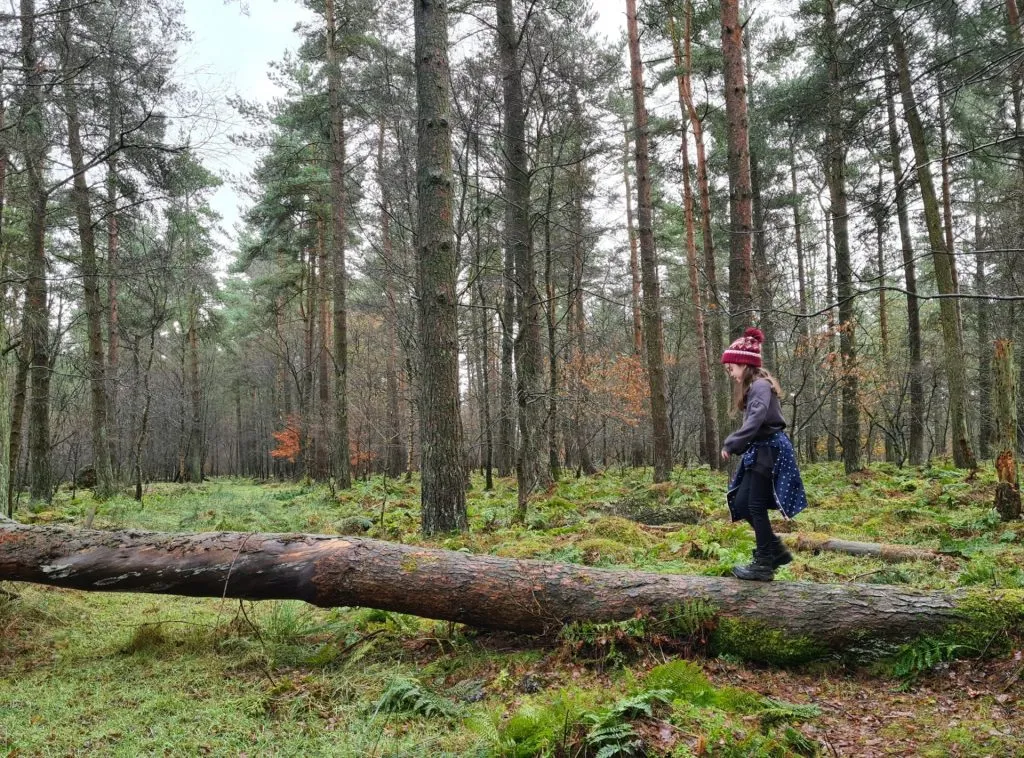 A small girl balancing on a fallen tree