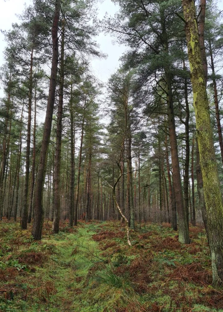 Tall pine trees in Lees Moor Wood