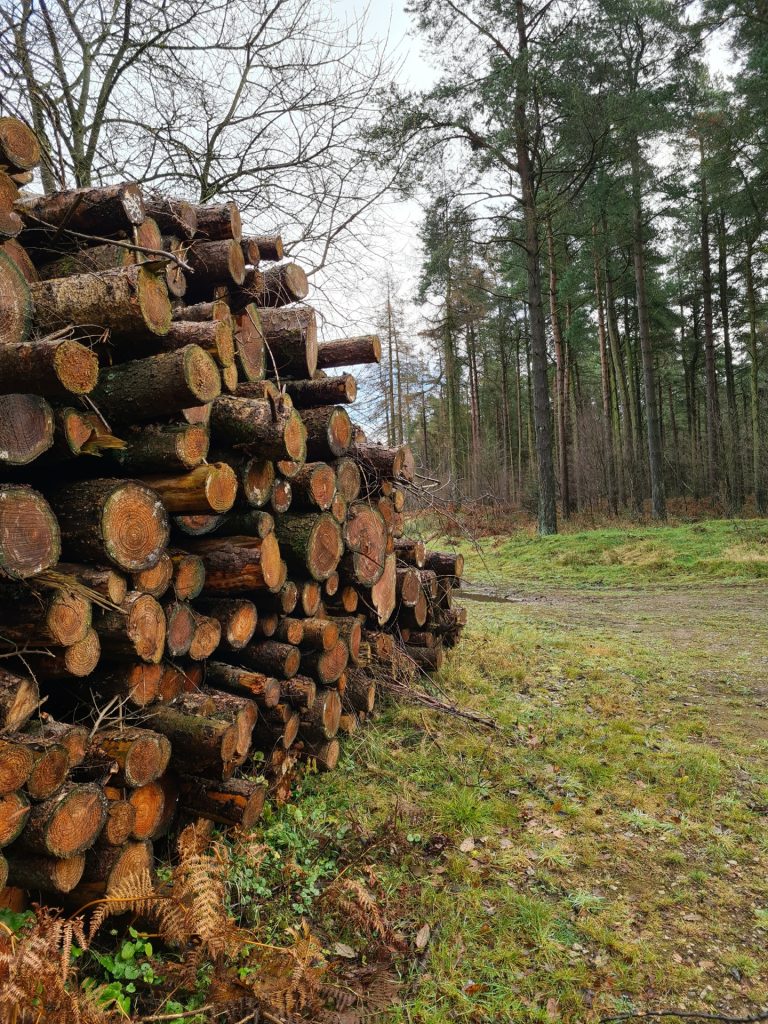 Huge pile of logs being seasoned