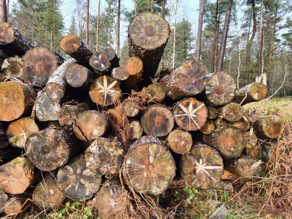 Beautiful patterns on the log pile