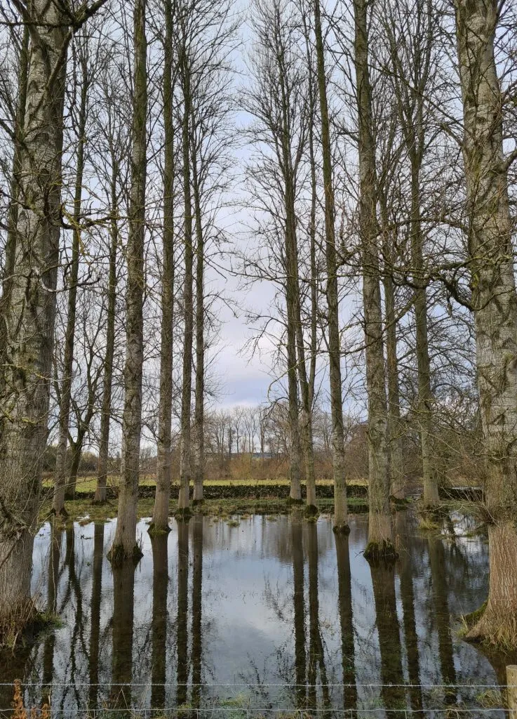 River Wye flooding the woodland with perfectly spaced trees!