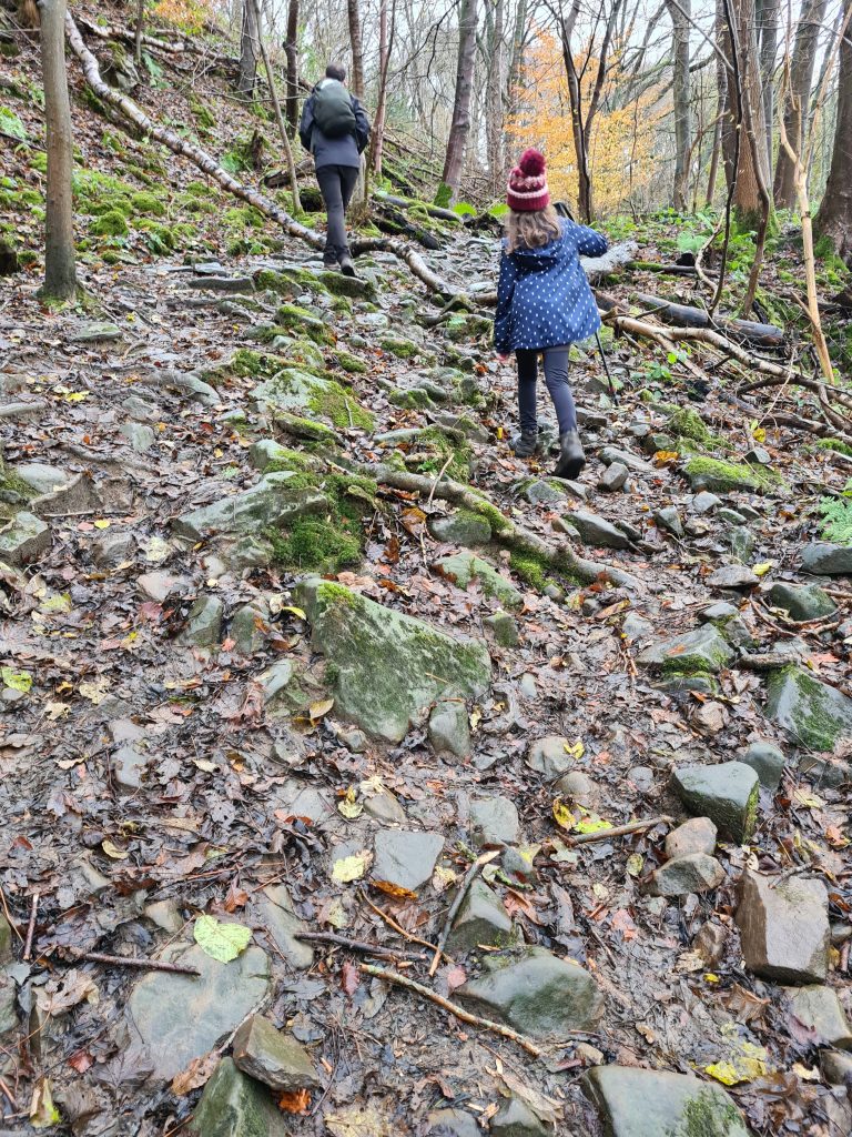 A stony rocky path through the woodland