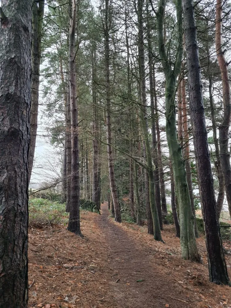 Tall pine trees in Tinsel School Wood