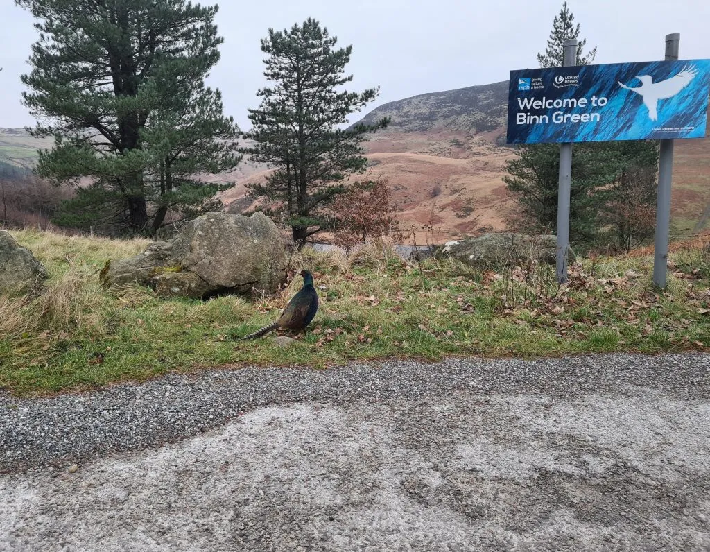Pheasant in Binn Green Car Park