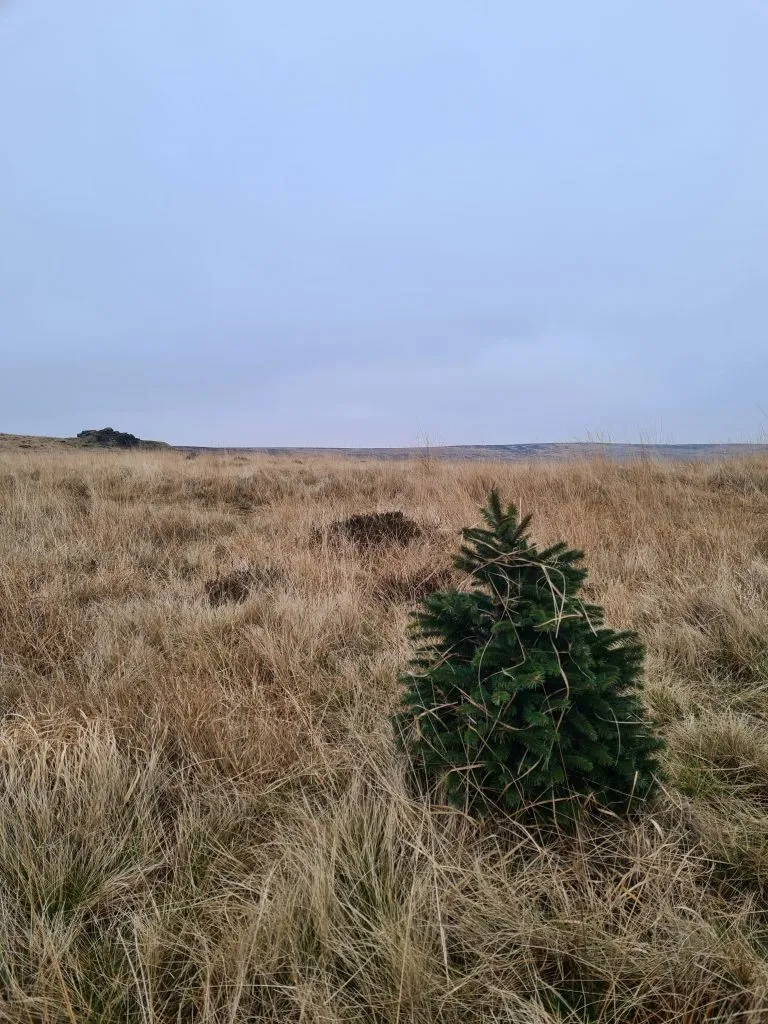 Mini Christmas Tree on Dick Hill