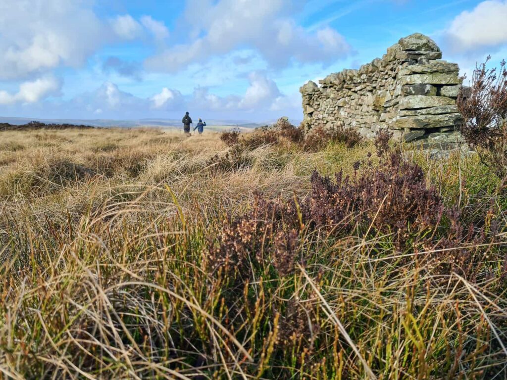 Dry stone wall and moorland heather on Combs Moss, near Black Edge