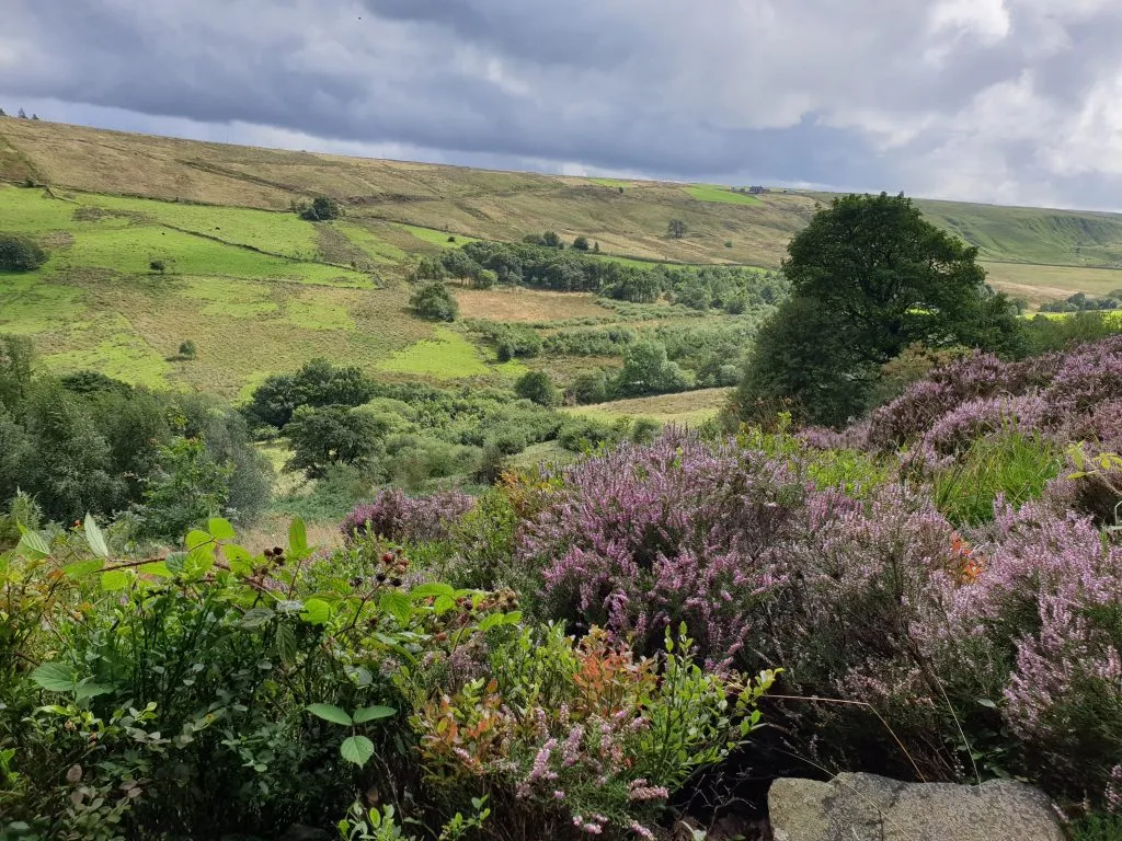 Heather on the moors above Scammonden Reservoir