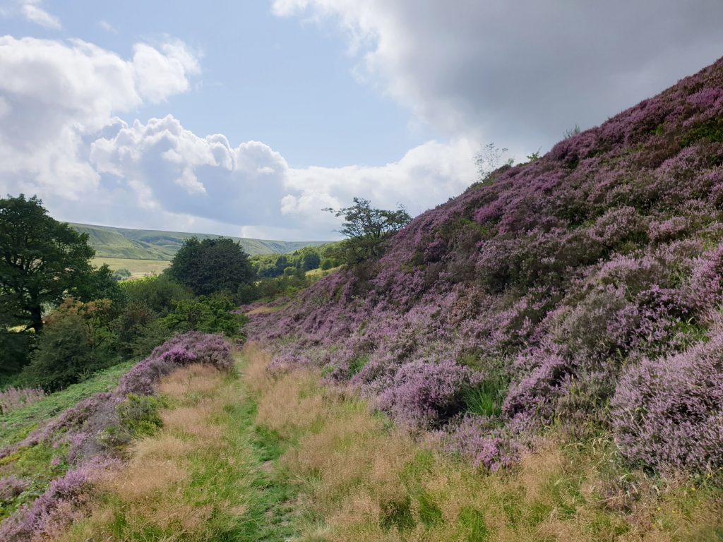 Heather in bloom on the sides of Scammonden Reservoir