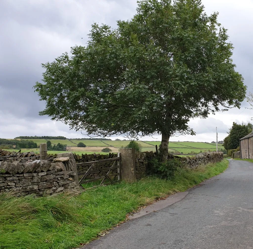 A lone tree near a gatepost in Holmbridge