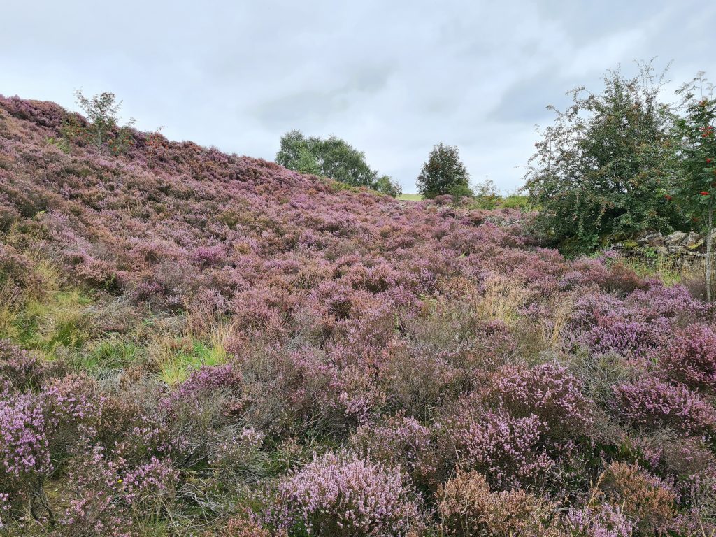 Purple heather in full bloom near a quarry at Digley Reservoir