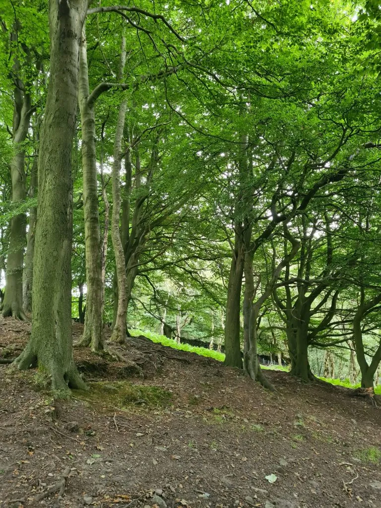 Woodland near Digley Reservoir
