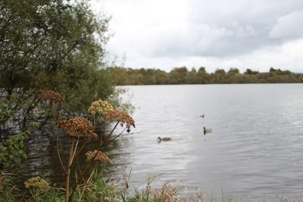 Ingbirchworth Reservoir