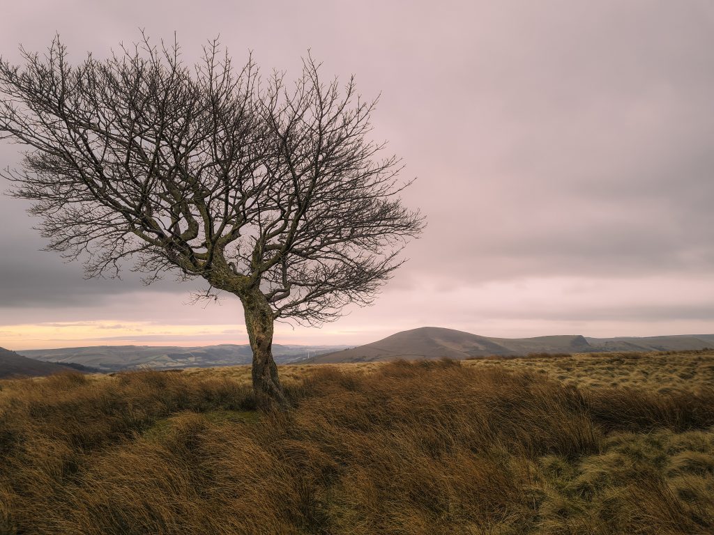 A windswept lone tree in the Peak District with Lose Hill in the background