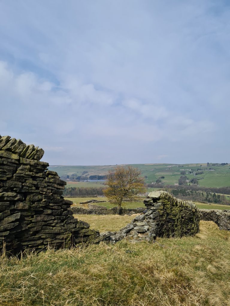 A lone tree as seen through a gap in a dry stone wall from a walk in Holmfirth by The Wandering Wildflower