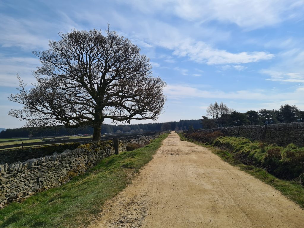 Ramsden Road leading to White Gate Road with a lone tree