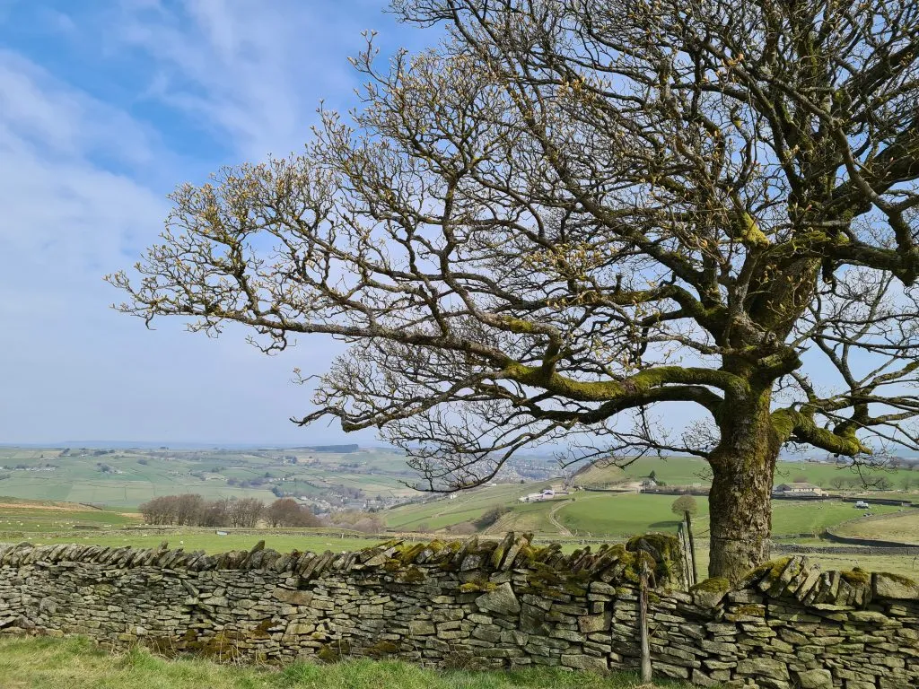 A lone tree with views over Holmfirth, taken from Ramsden Road