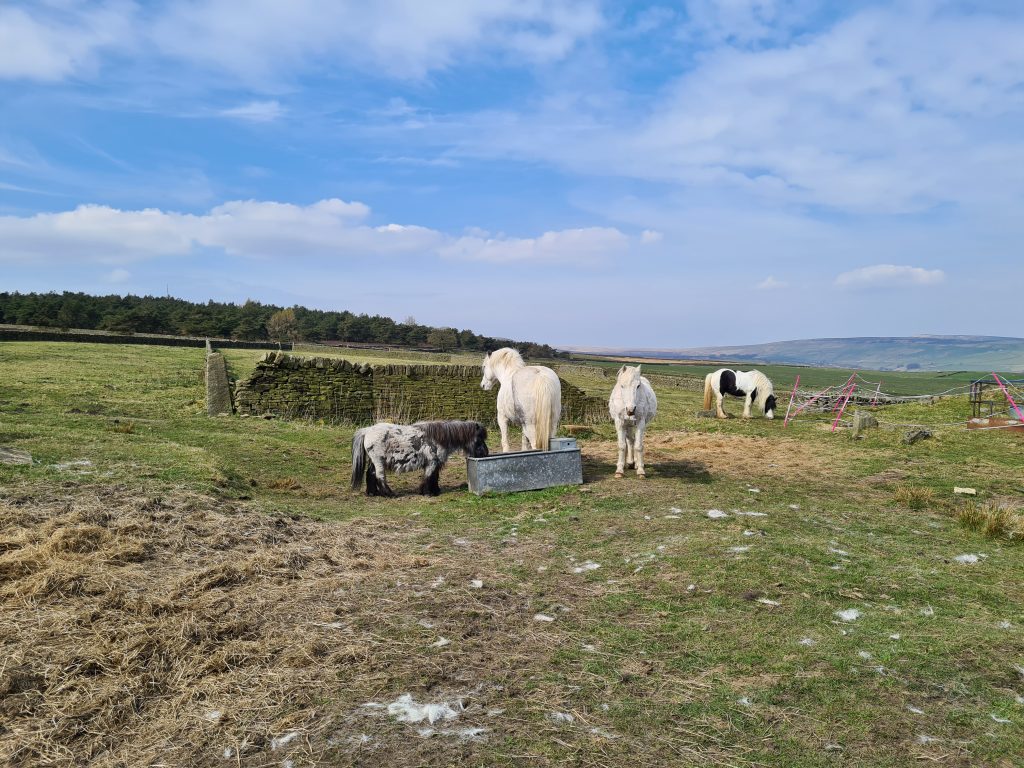 Some black and white ponies in a field in Hade Edge, Holmfirth