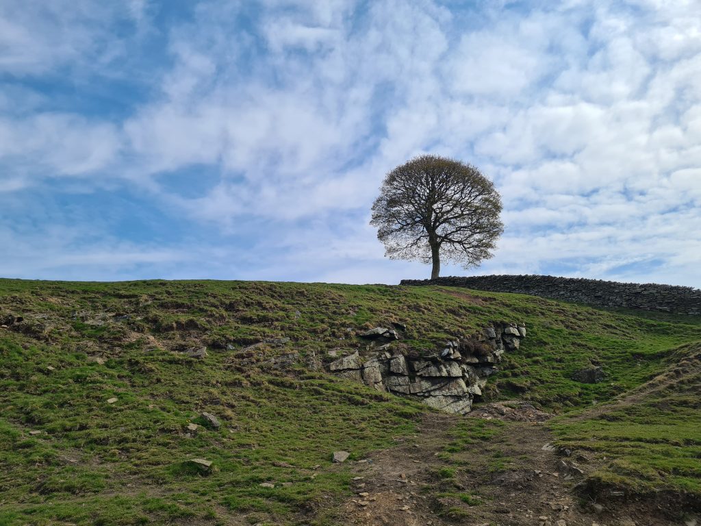Lone tree in the Holmfirth countryside with a blue sky