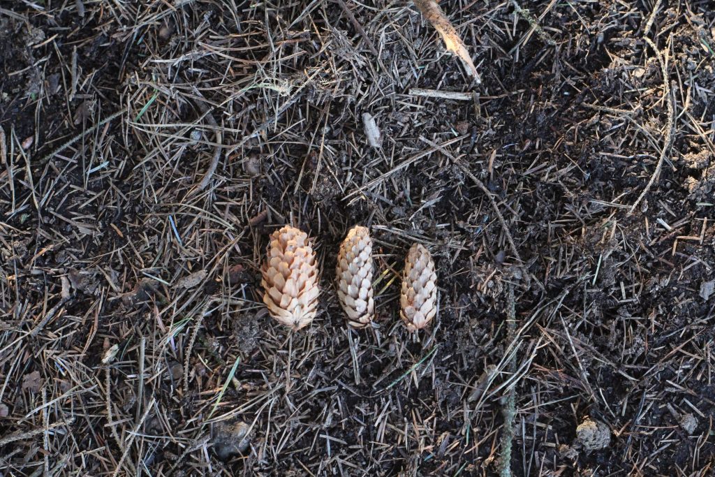 Three pinecones from woodland near Underbank Reservoir, Midhopestones - Easy Circular Walk with Kids from The Wandering Wildflower